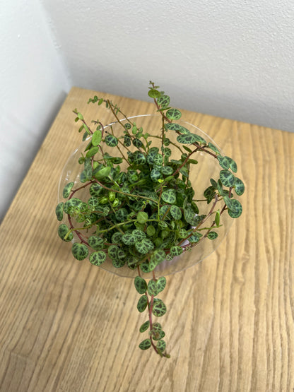 Peperomia prostrata