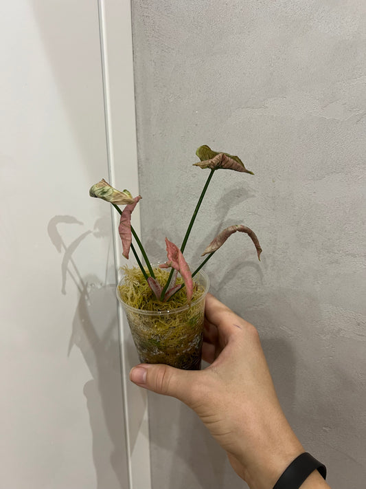 syngonium pink rolli