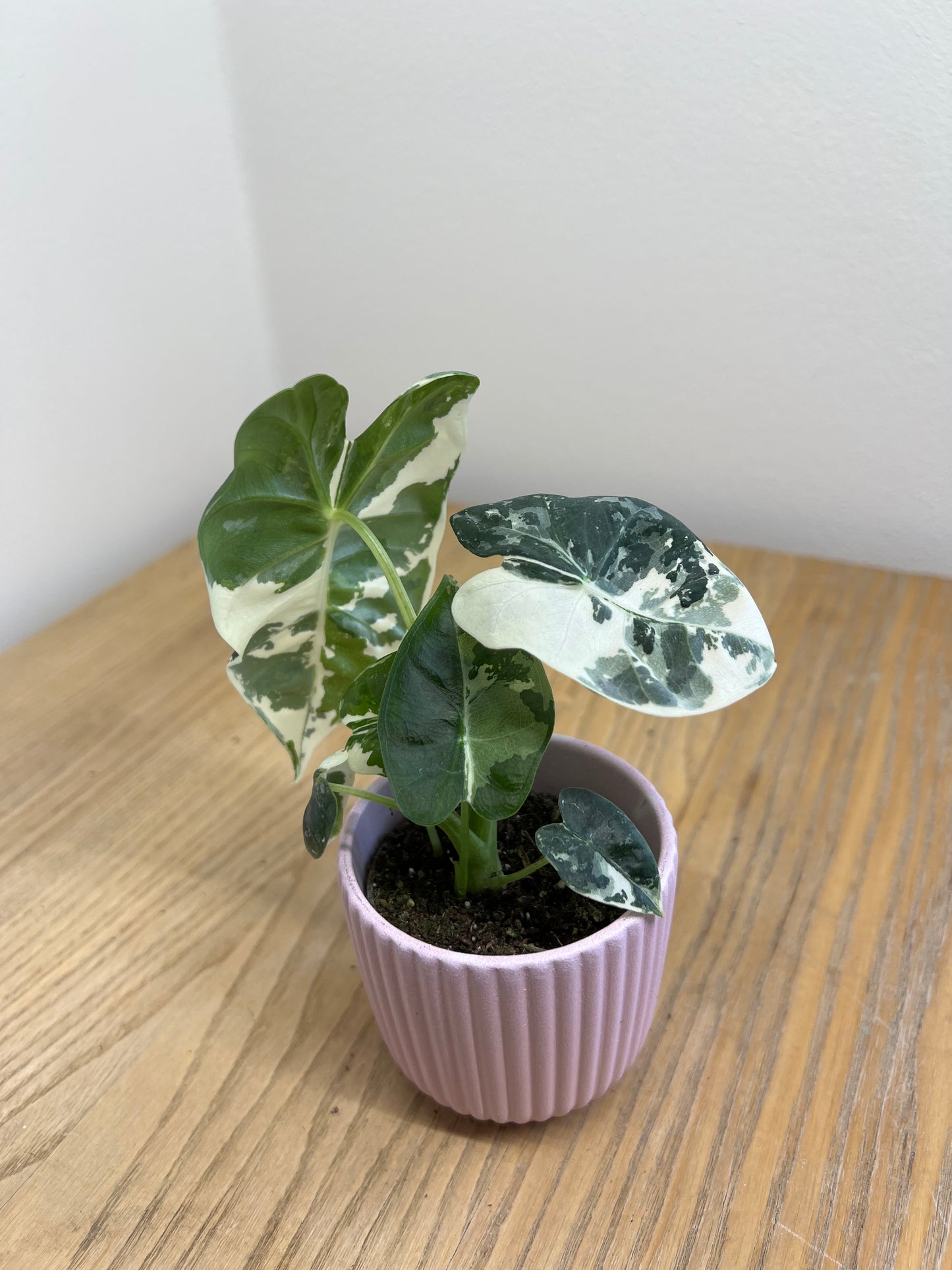 Alocasia Frydek variegata