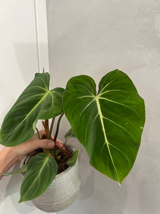 Philodendron gloriosum