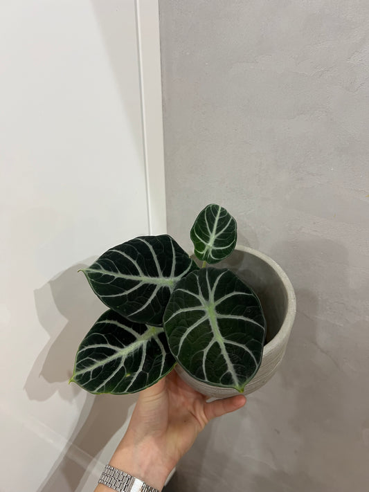 Alocasia ninja