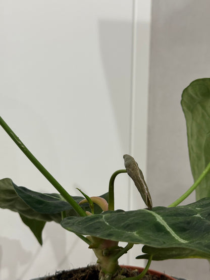 Anthurium forgetii
