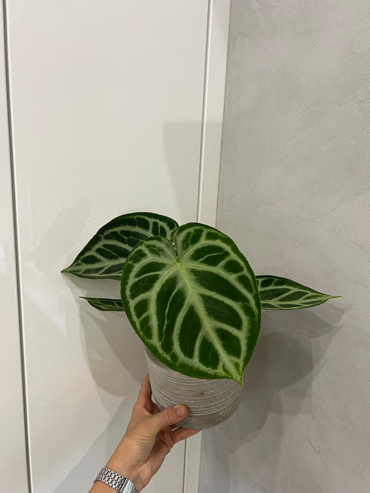 Anthurium silver blush