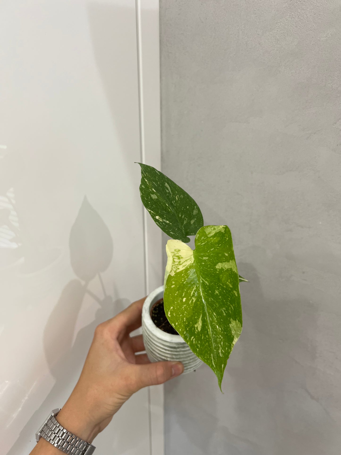 Monstera