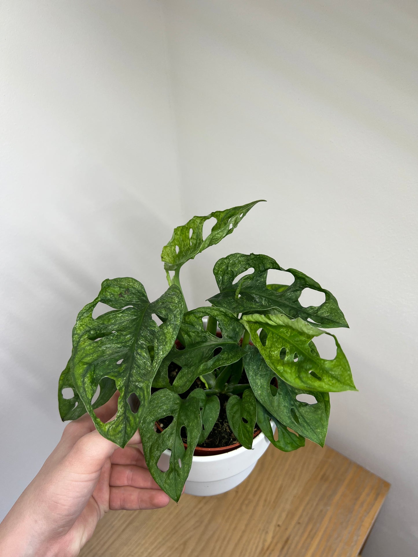 Monstera adansonii mint