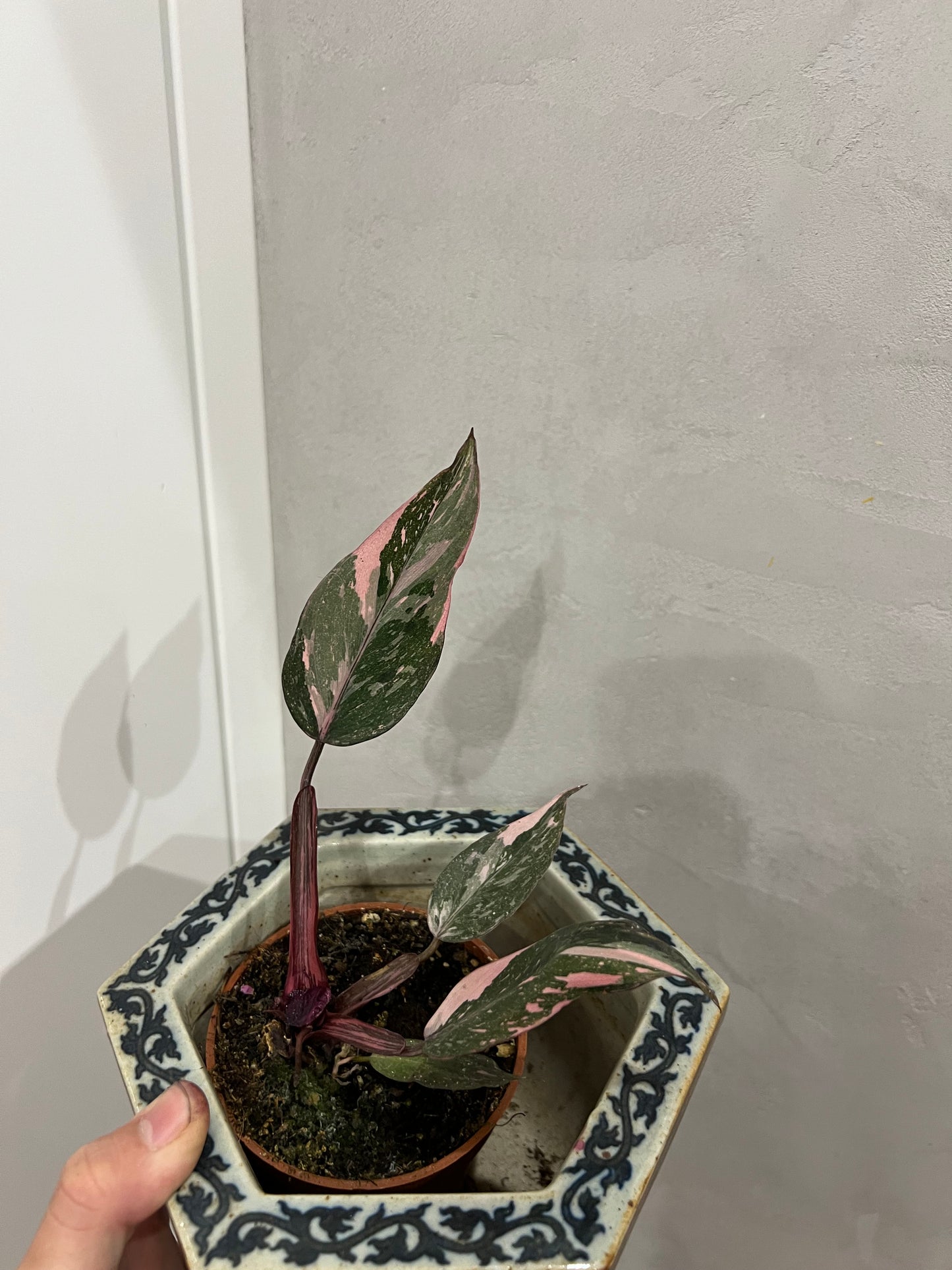 Philodendron pink princes