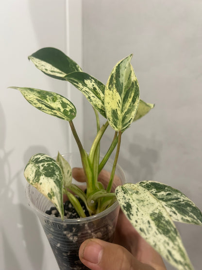 Philodendron Emerald Queen