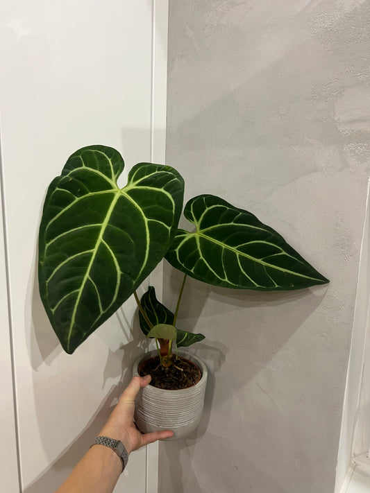 Anthurium regal