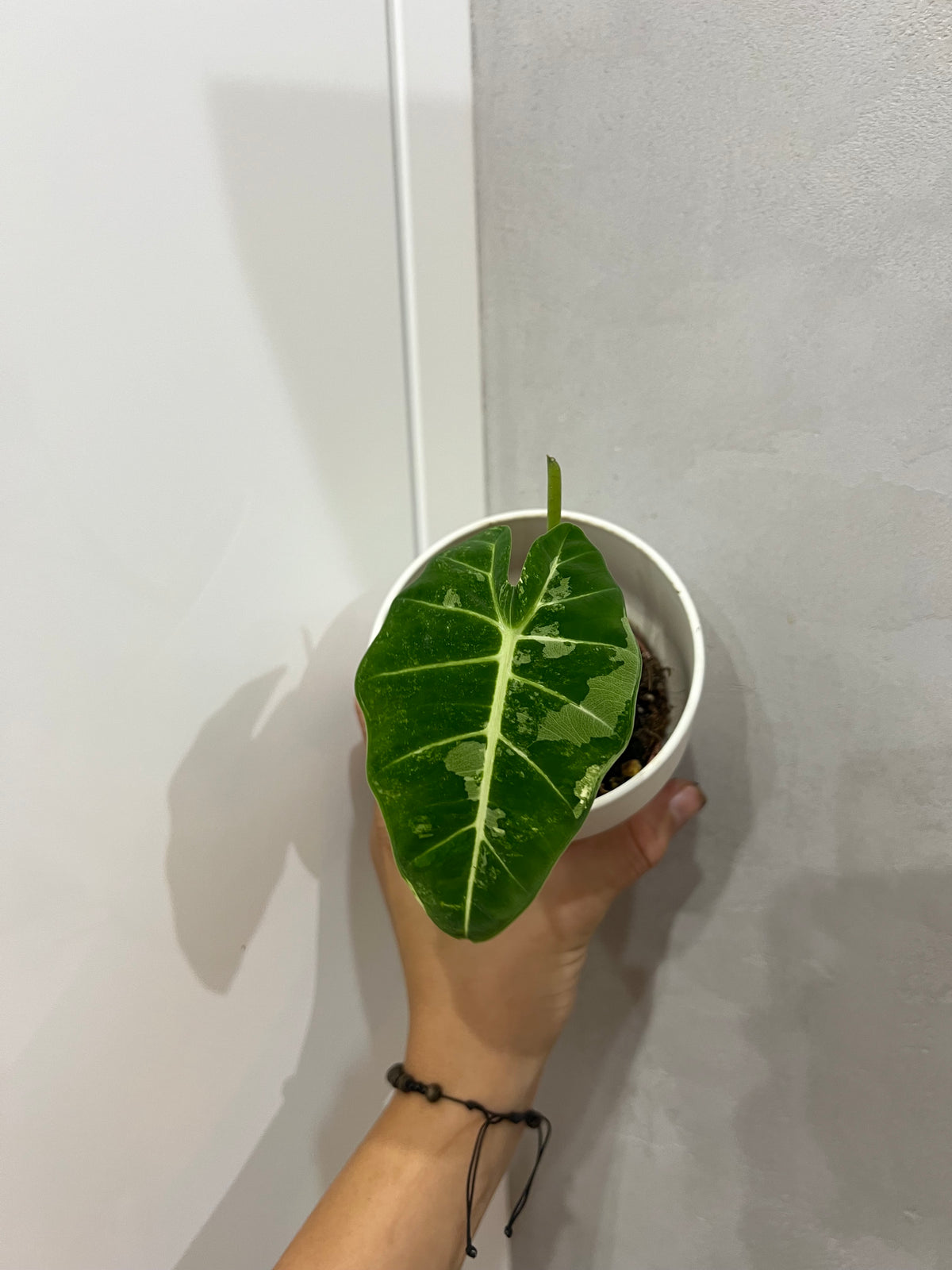 Alocasia frydek variegated