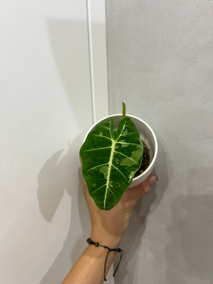 Alocasia frydek variegated