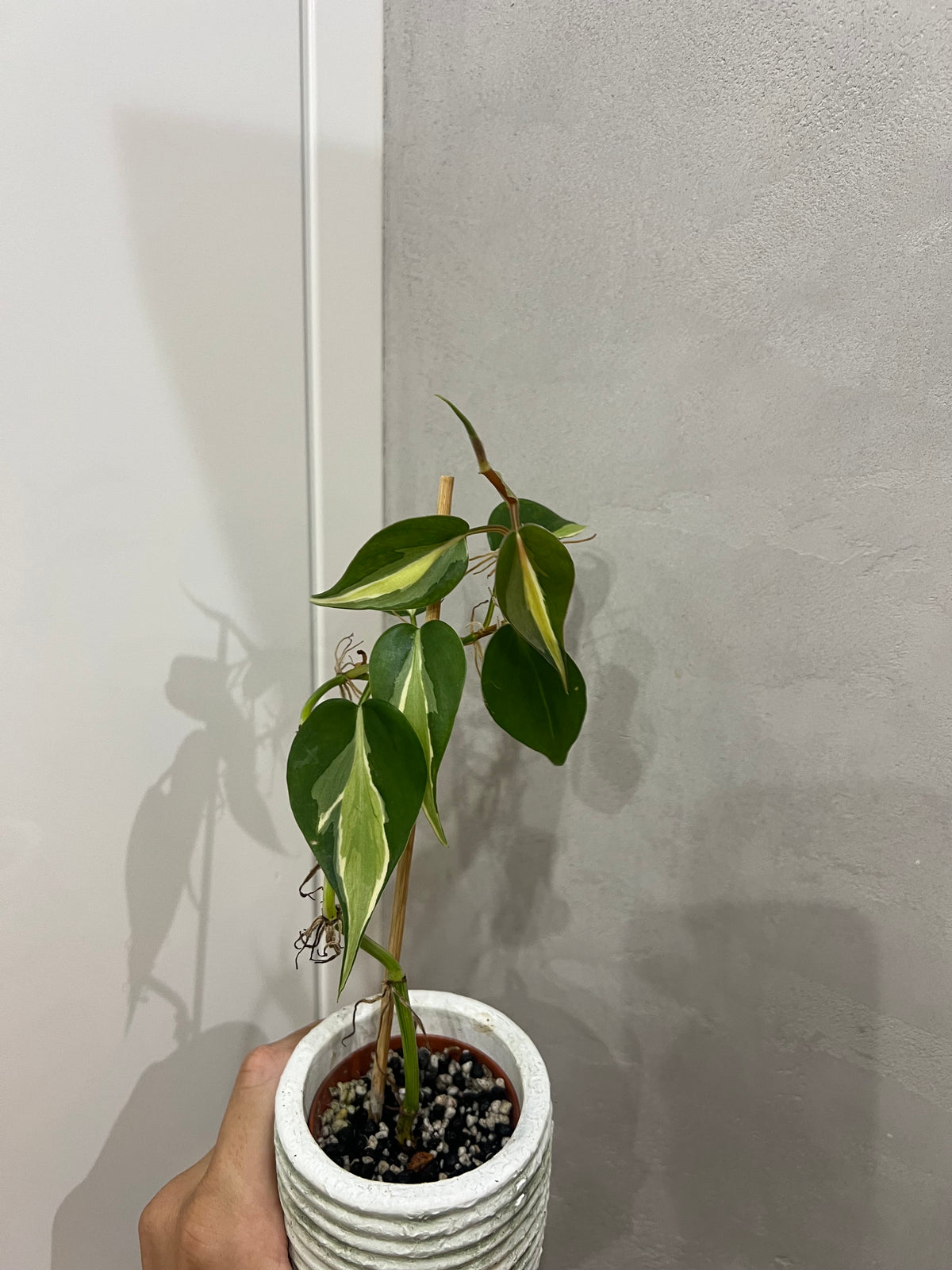 Philodendron cream splash