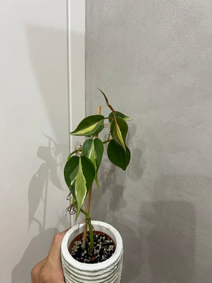 Philodendron cream splash