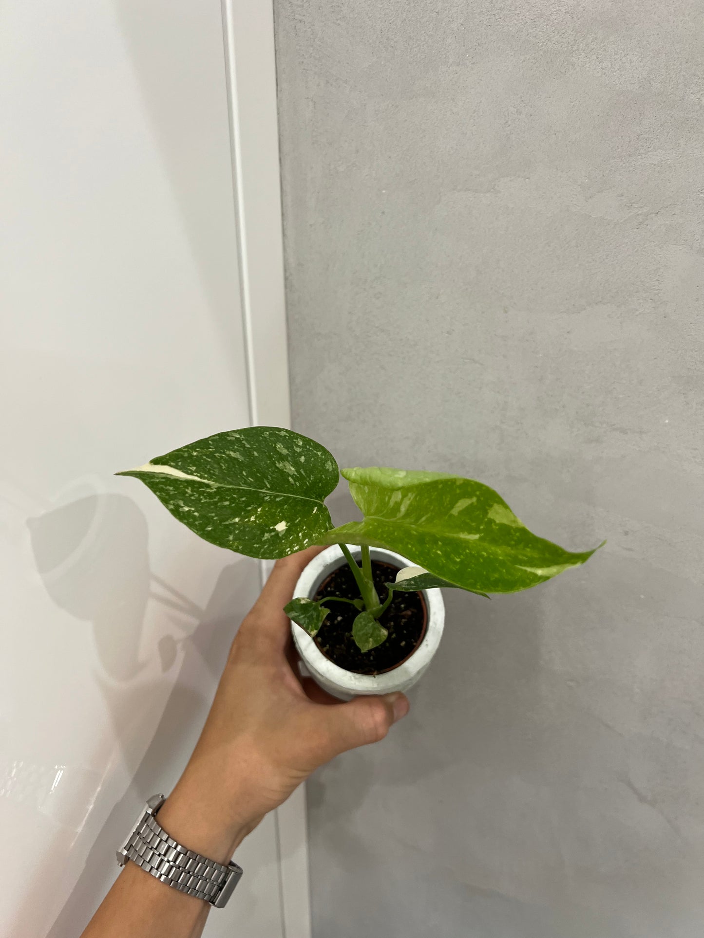 Monstera
