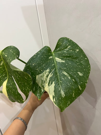 Monstera thai