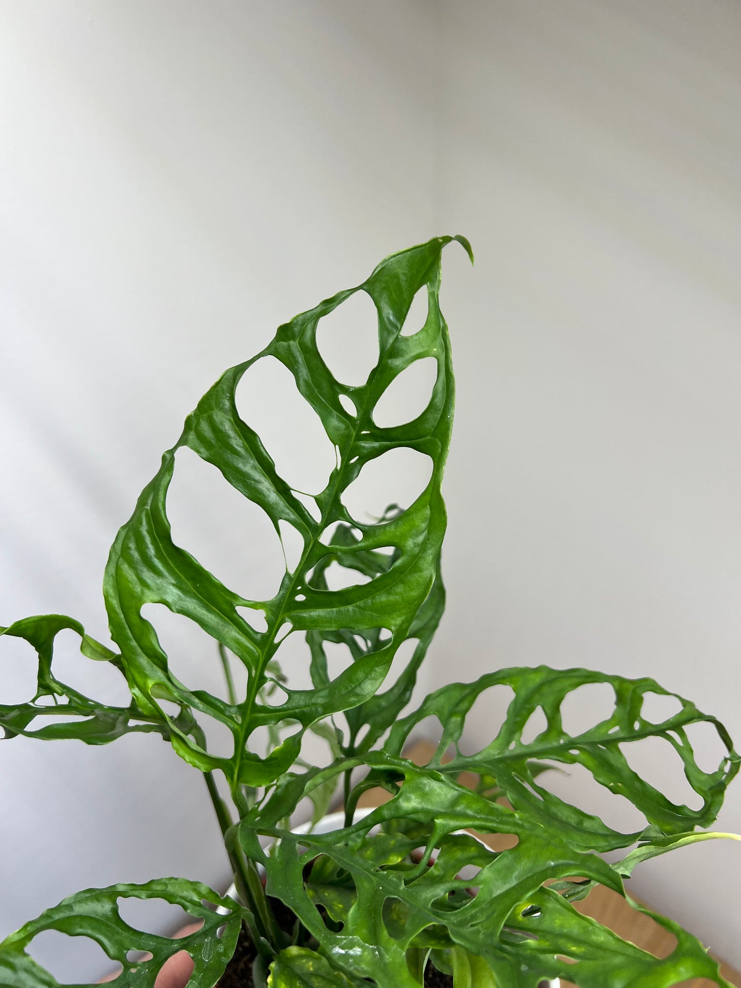 Monstera obliqua