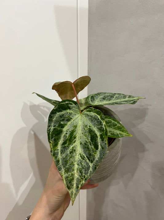 Anthurium Silver Blush Mint