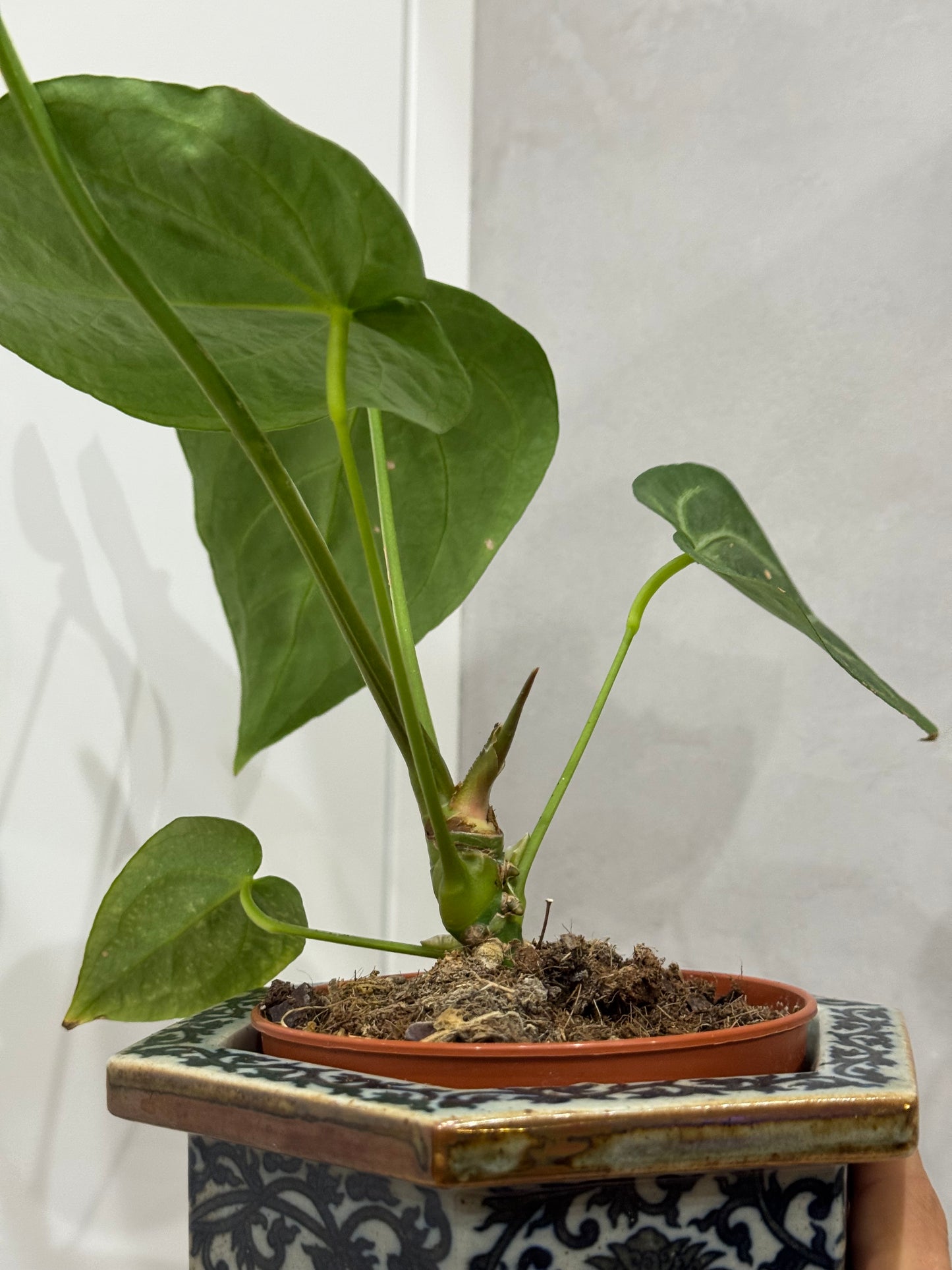 Anthurium magnificum 2