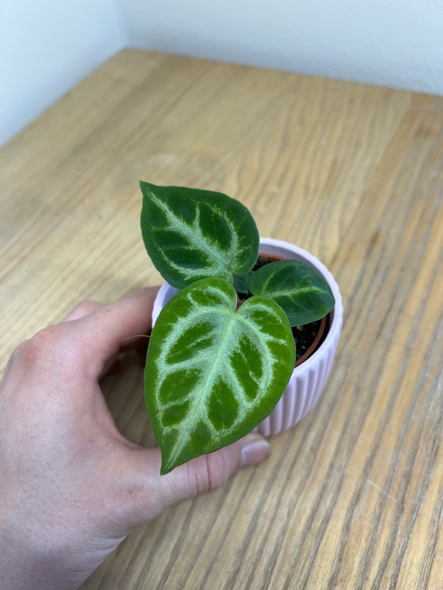 Anthurium silver blush