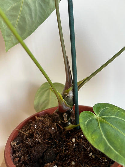 Anthurium regal