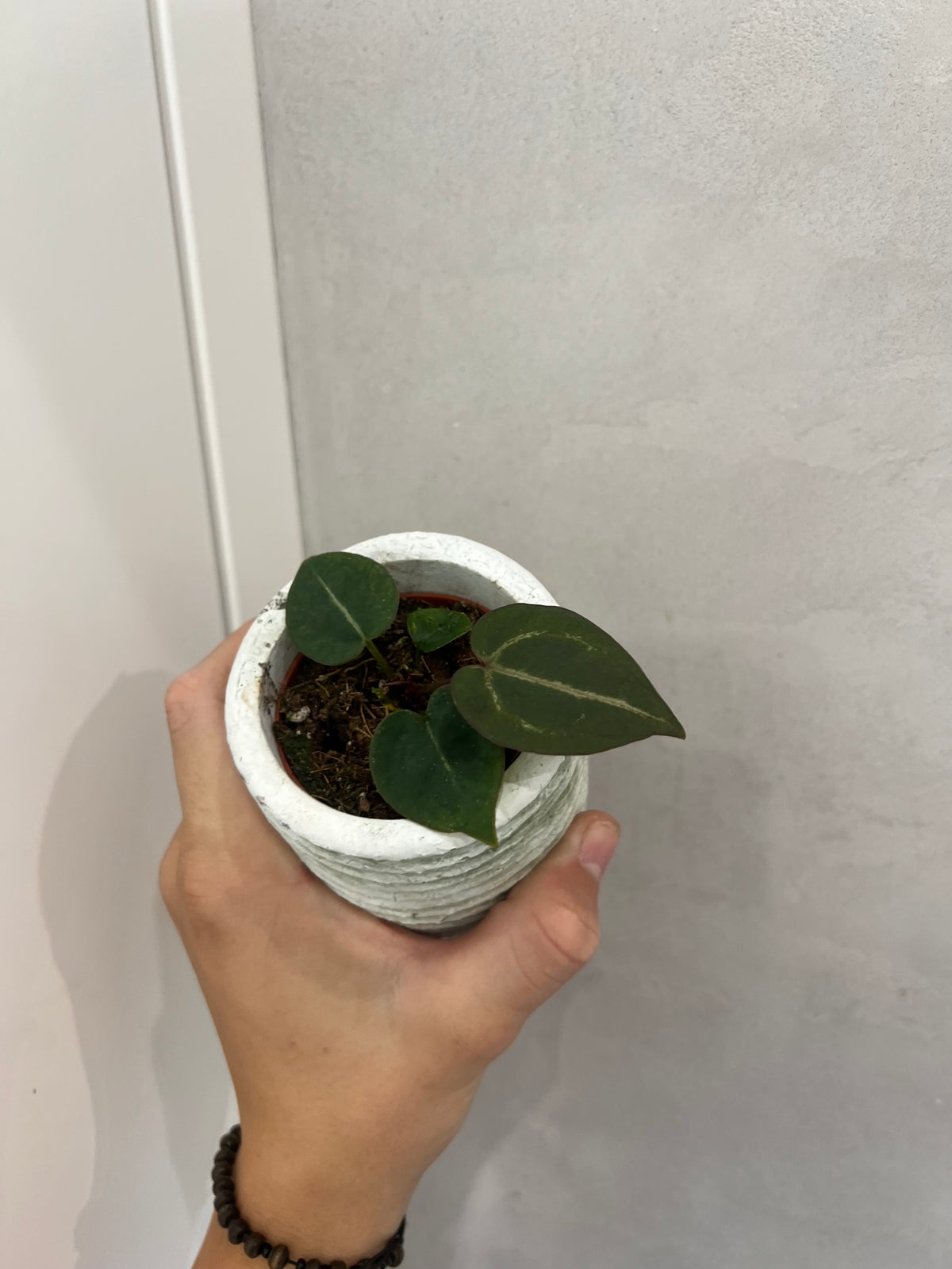 Anthurium Michelle x (Zara x Michelle)