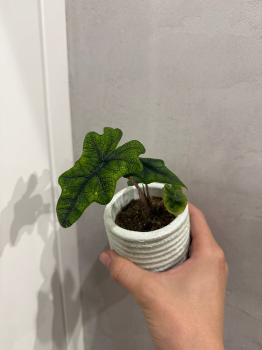 Alocasia jacklyn