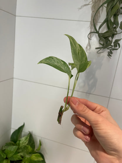Epipremnum pinnatum marble var