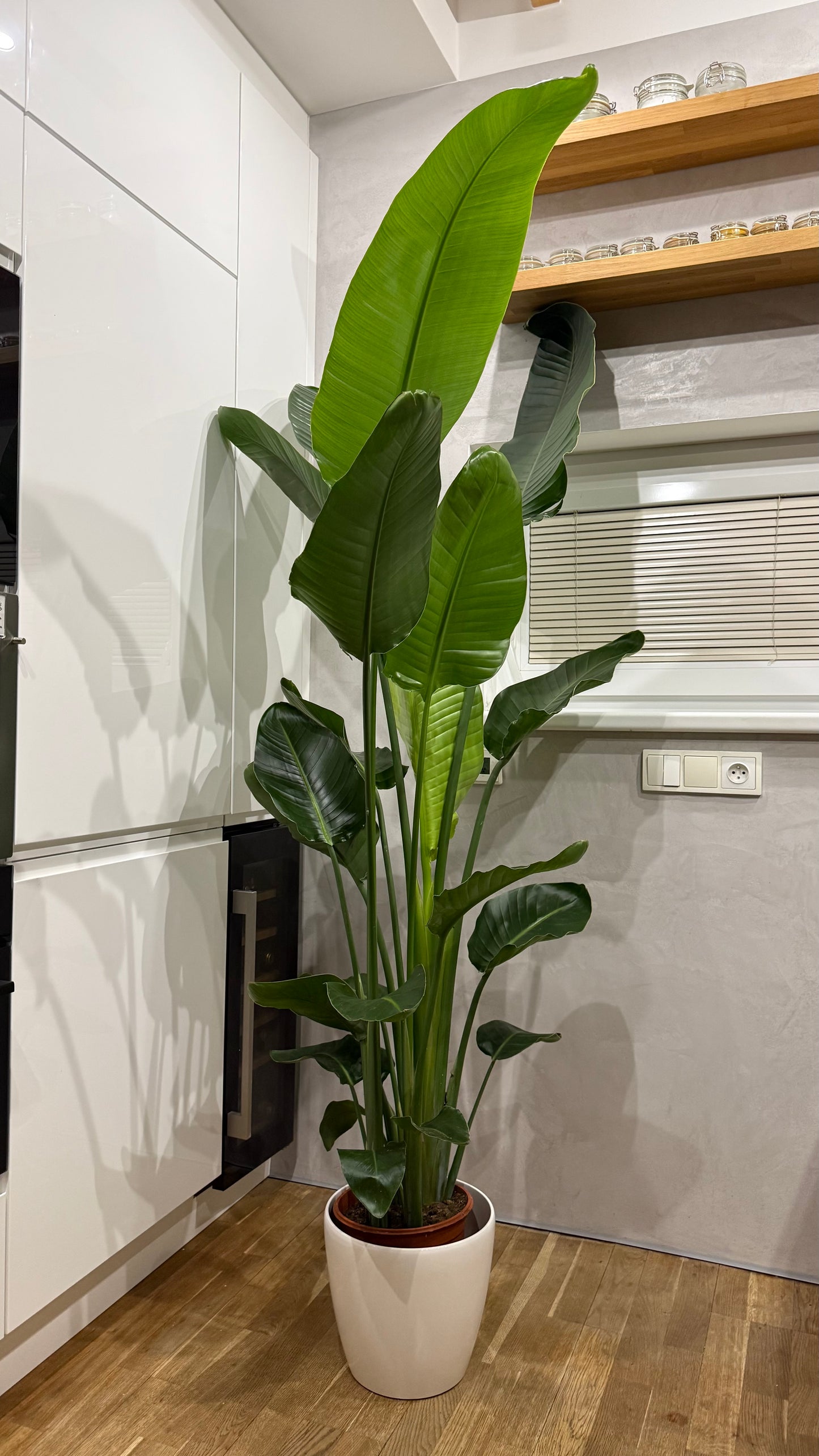 Strelitzia Nikolai (190-200cm) -na dotaz