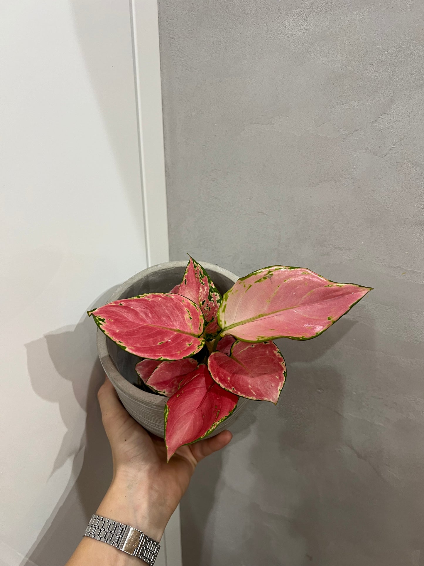 Aglaonema Pink Promise