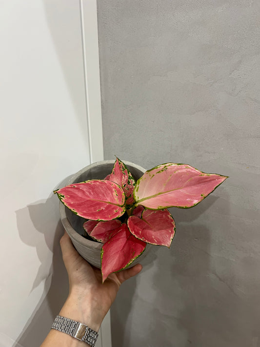 Aglaonema Pink Promise