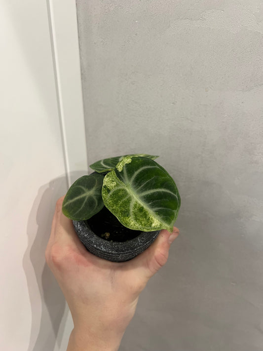 alocasia ninja albo