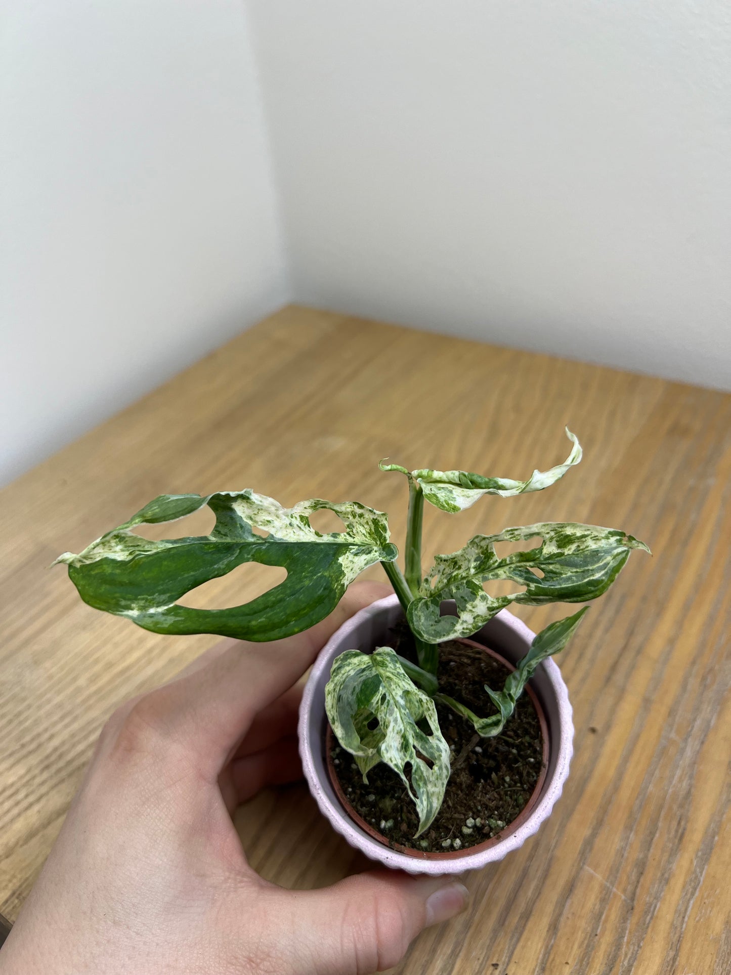 Monstera frozen freckles
