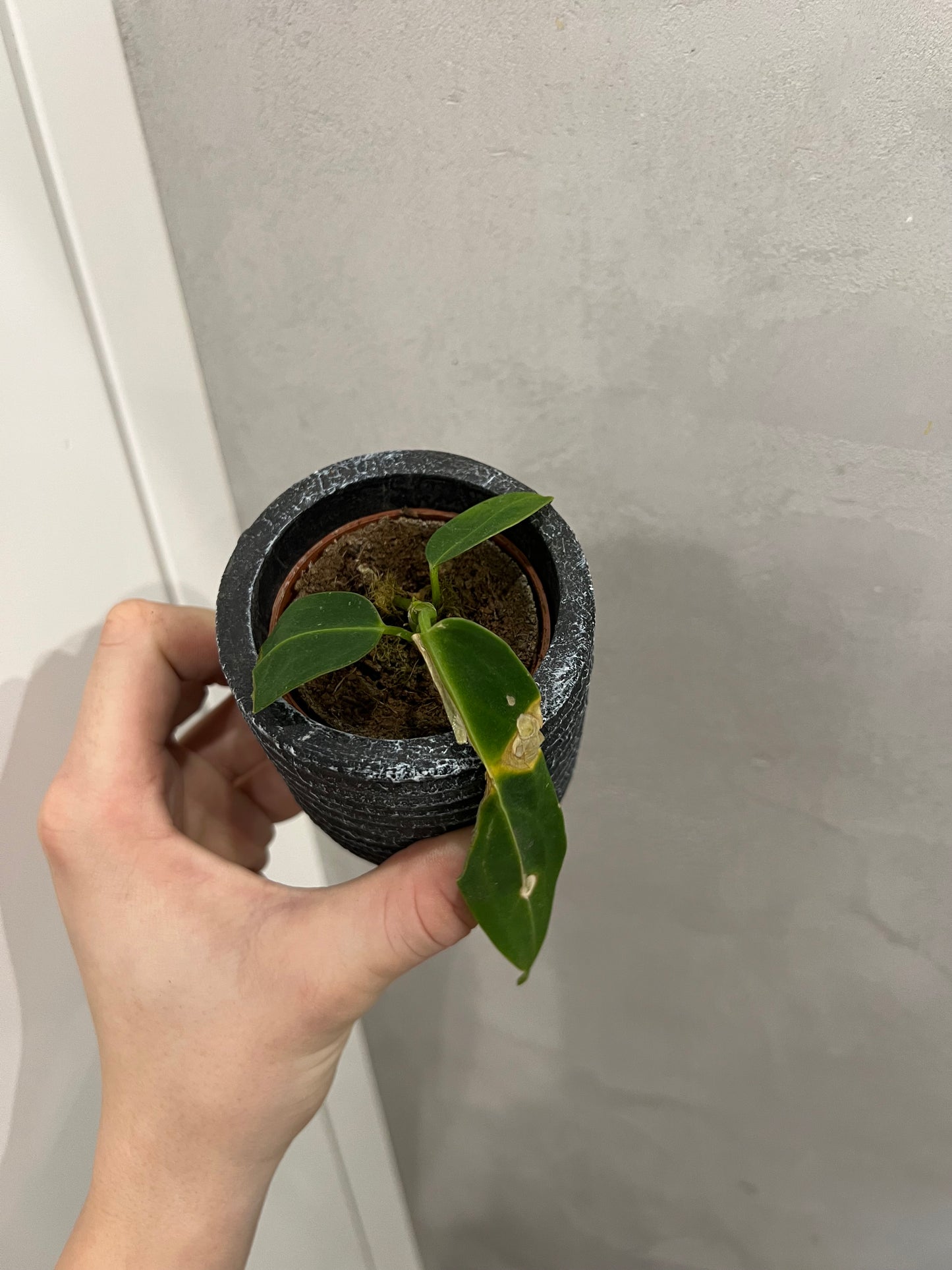 anthurium warocqueanum