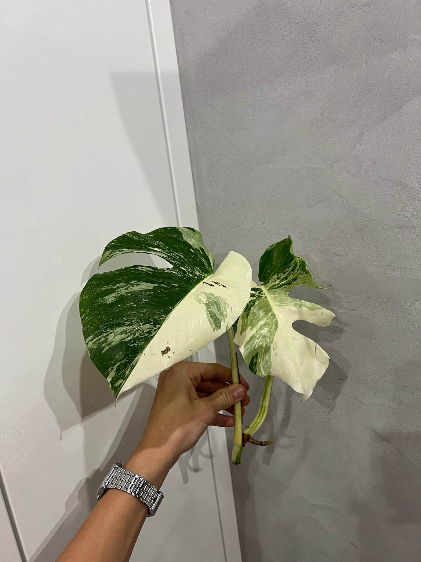 Monstera albo