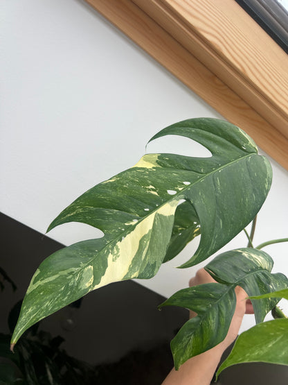 Epipremnum pinnatum albo variegated