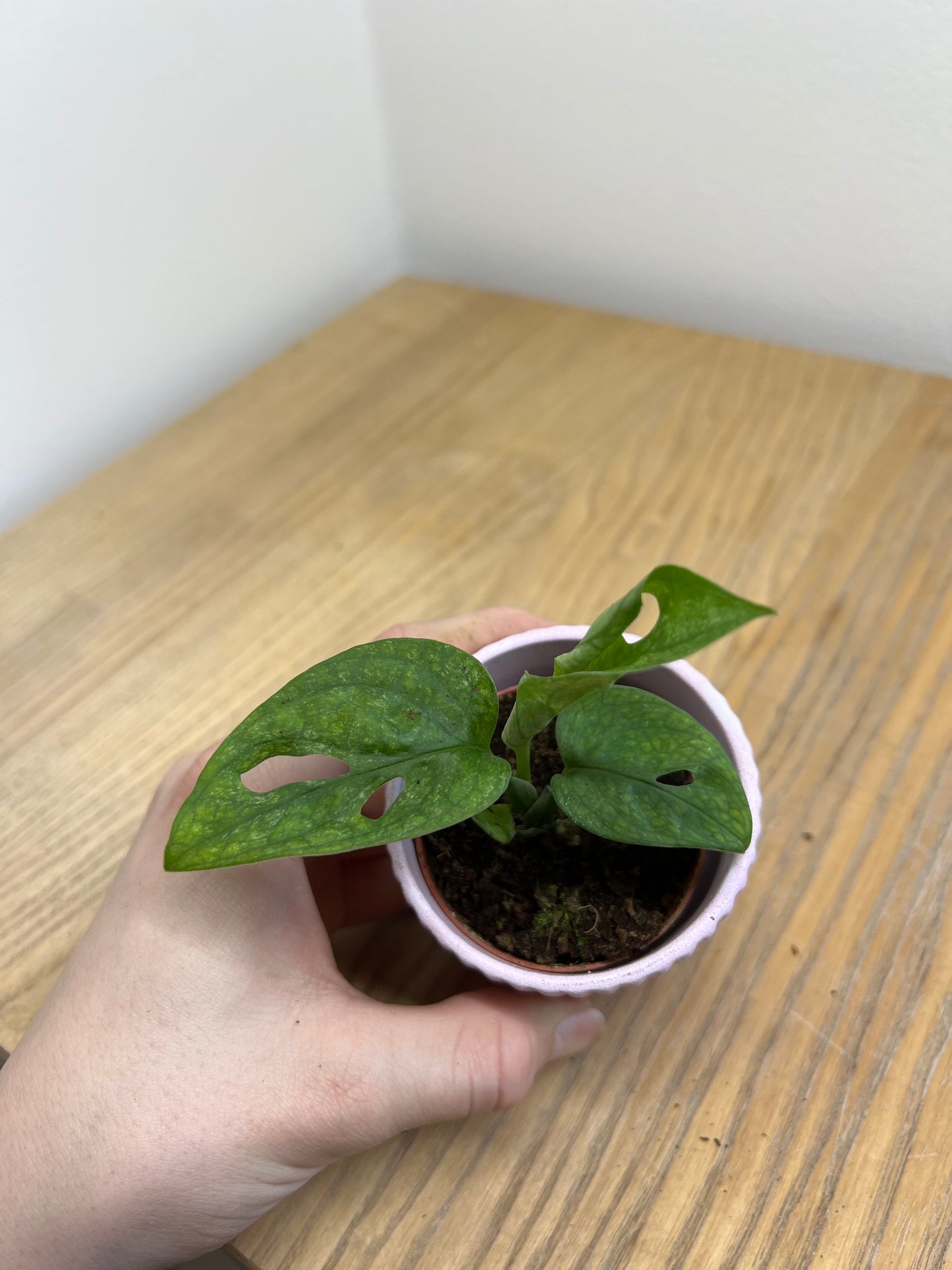 Monstera adansonii mint