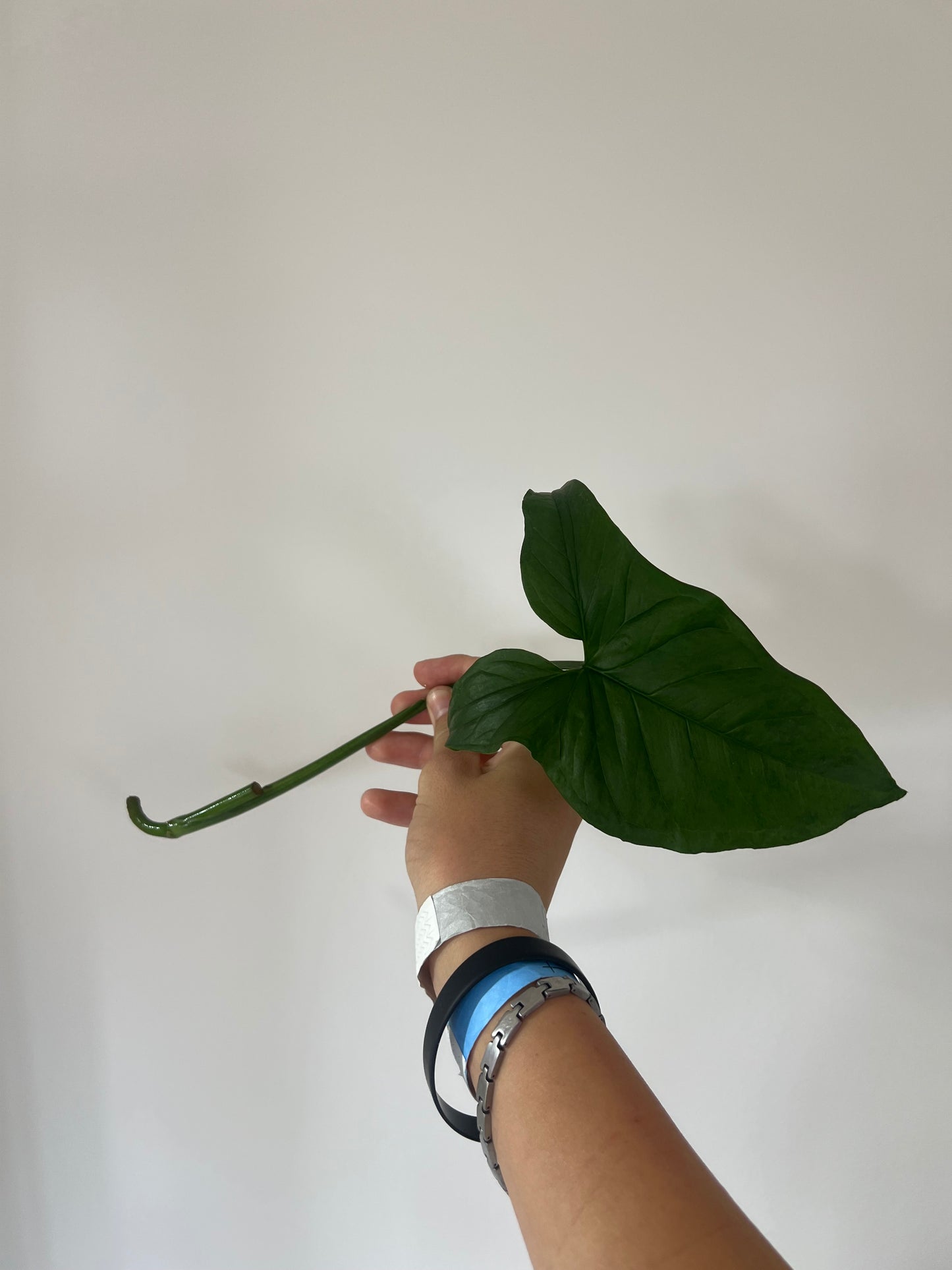 Syngonium mojito