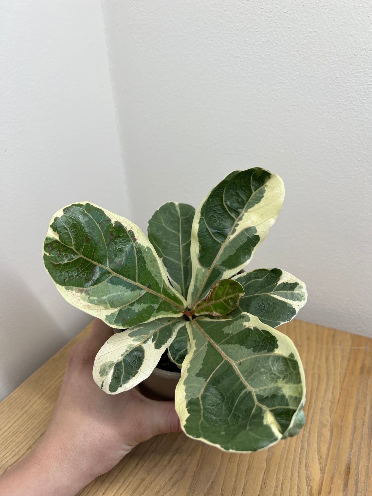 ficus lyrata variegated