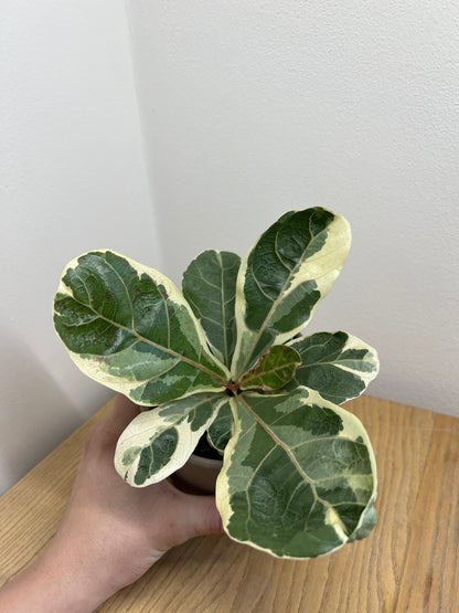 ficus lyrata variegated
