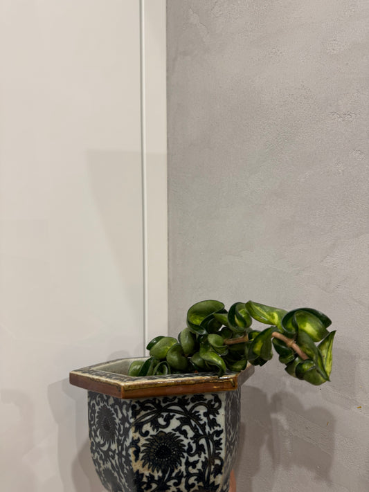 Hoya compacta mauna