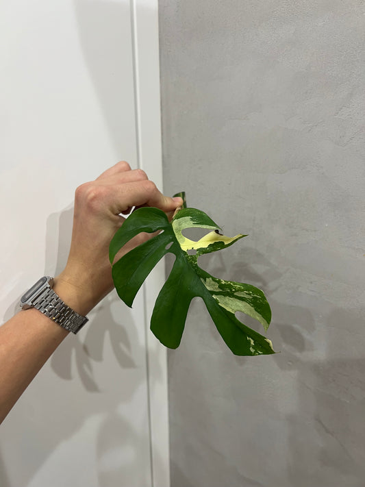 Rhaphidophora Tetrasperma variegated