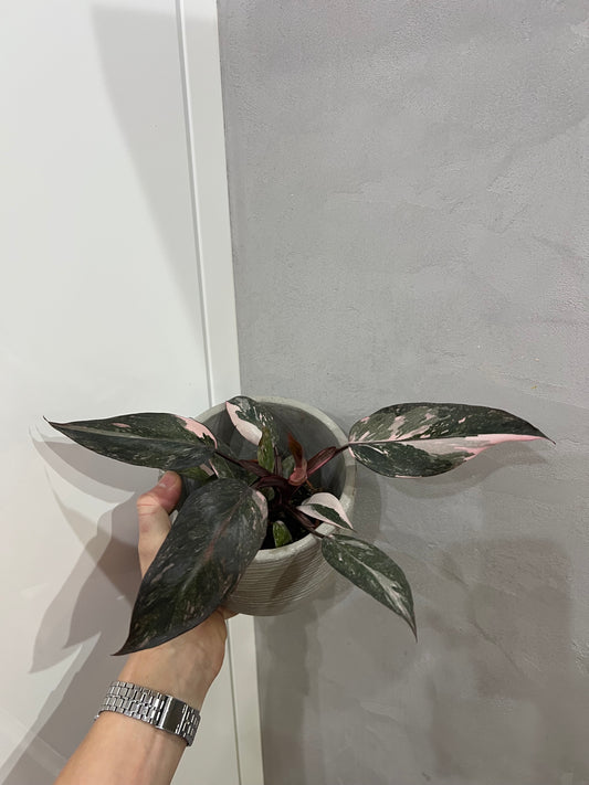 Philodendron pink princes