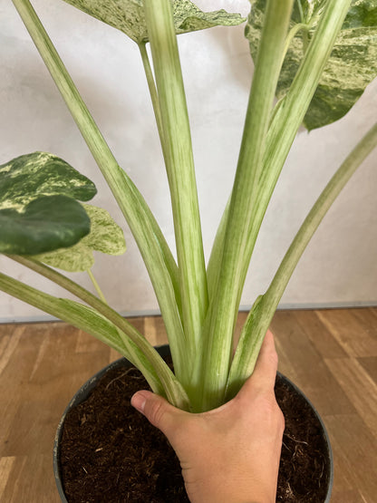 Alocasia Macrorrhiza Splash