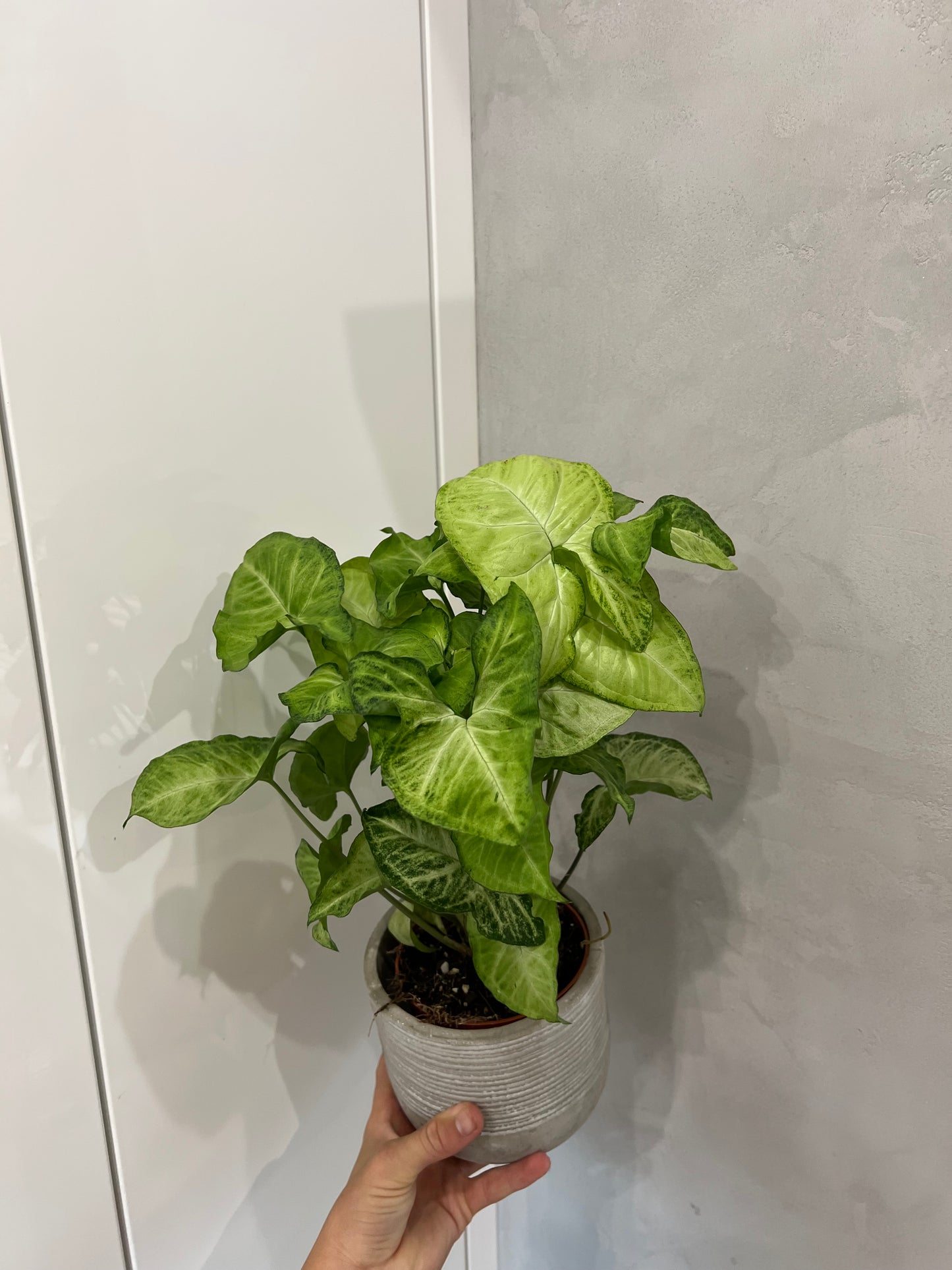 Syngonium arrow