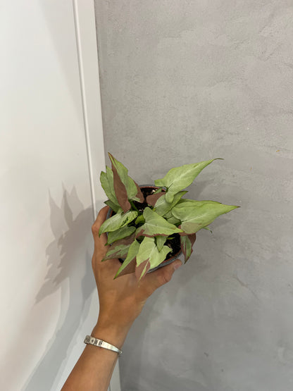 Syngonium orm nagpum var