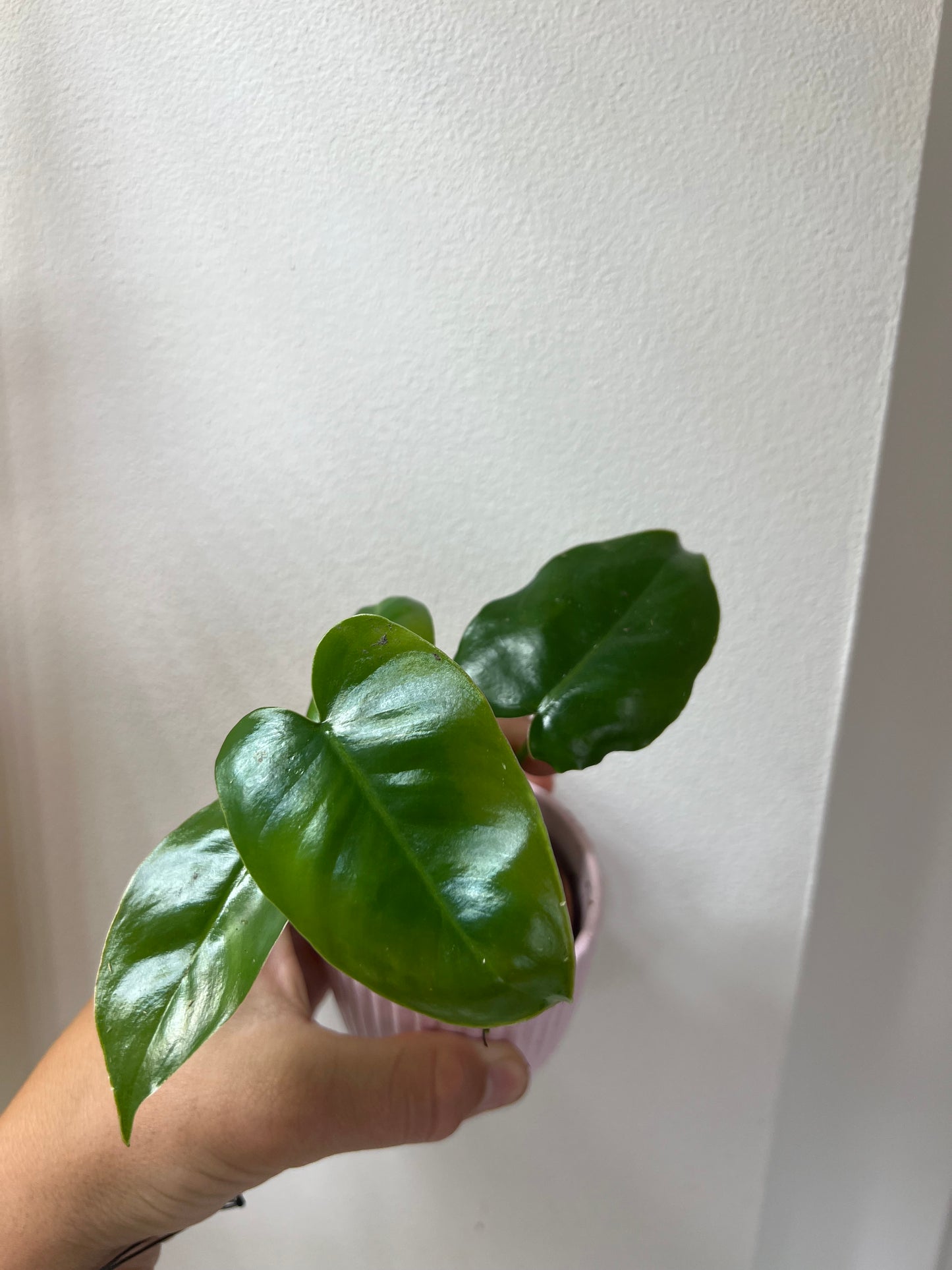 Philodendron burle marx variegated