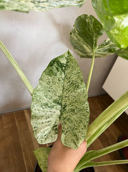 Alocasia Macrorrhiza Splash