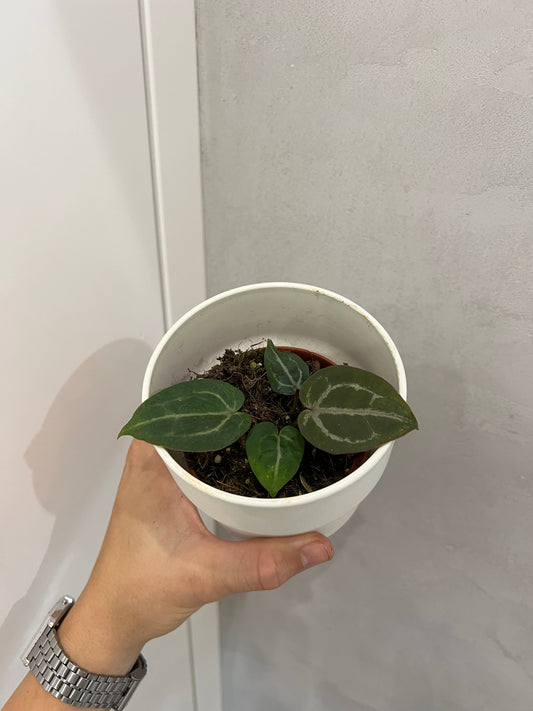 Anthurium Red Crystallinum