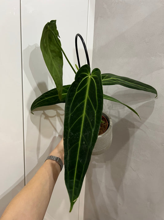 Anthurium warocqueanum