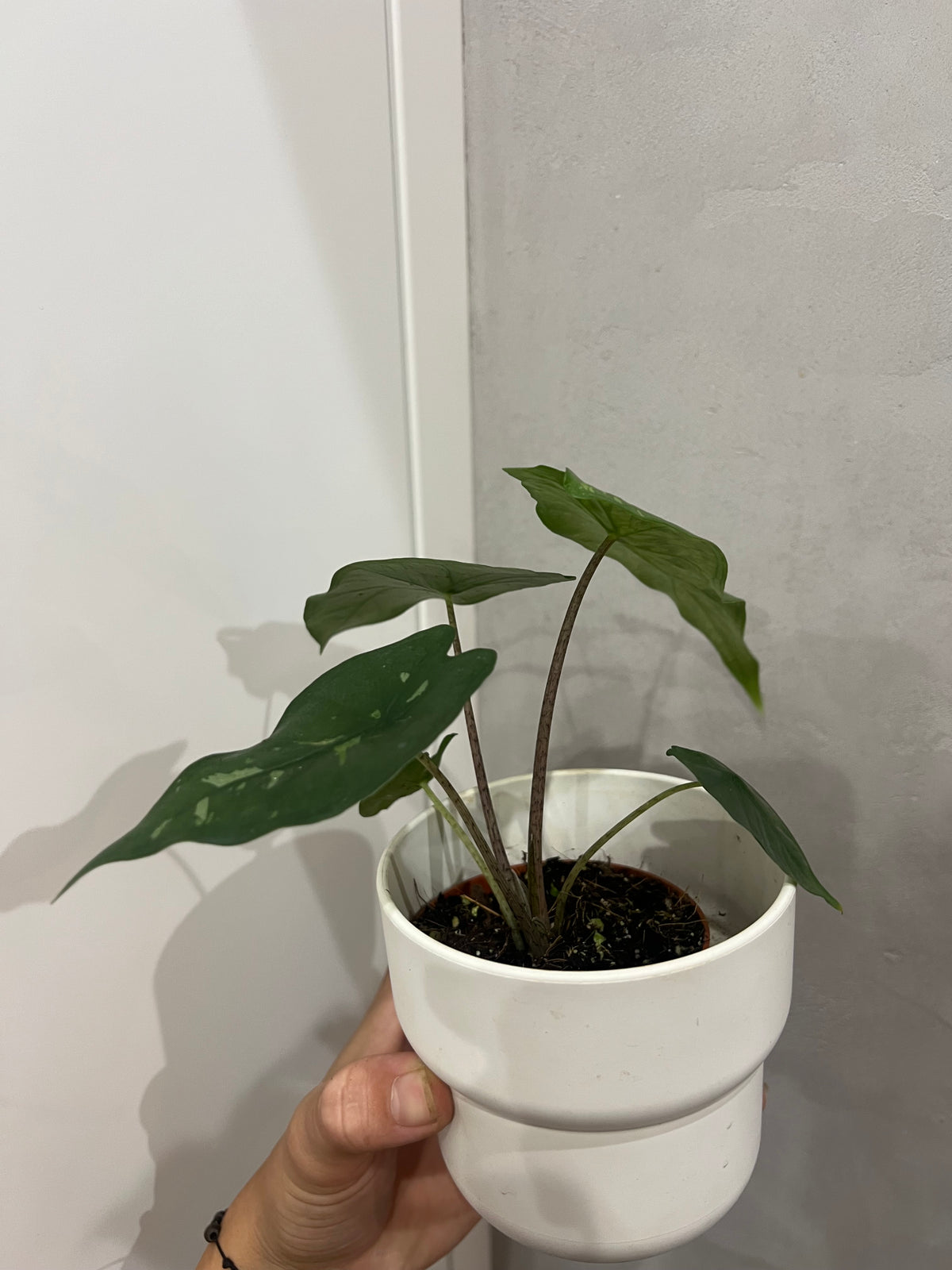 alocasia stained glass