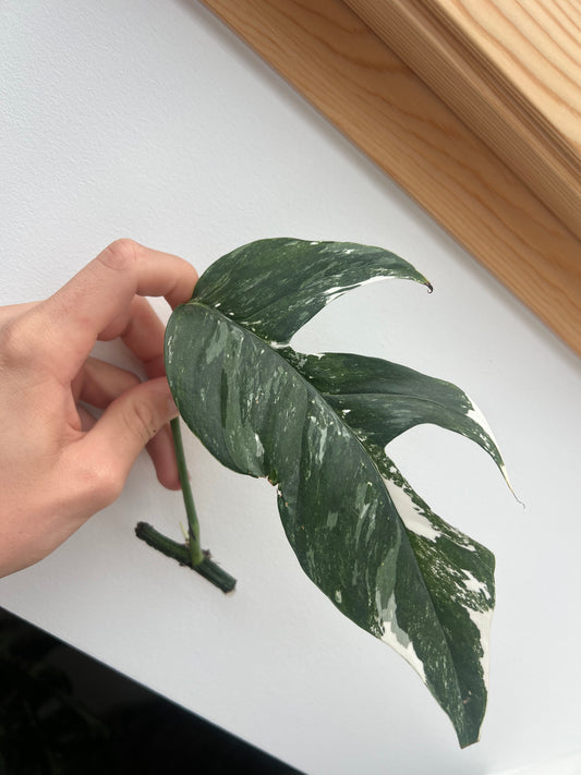 Epipremnum pinnatum albo variegated